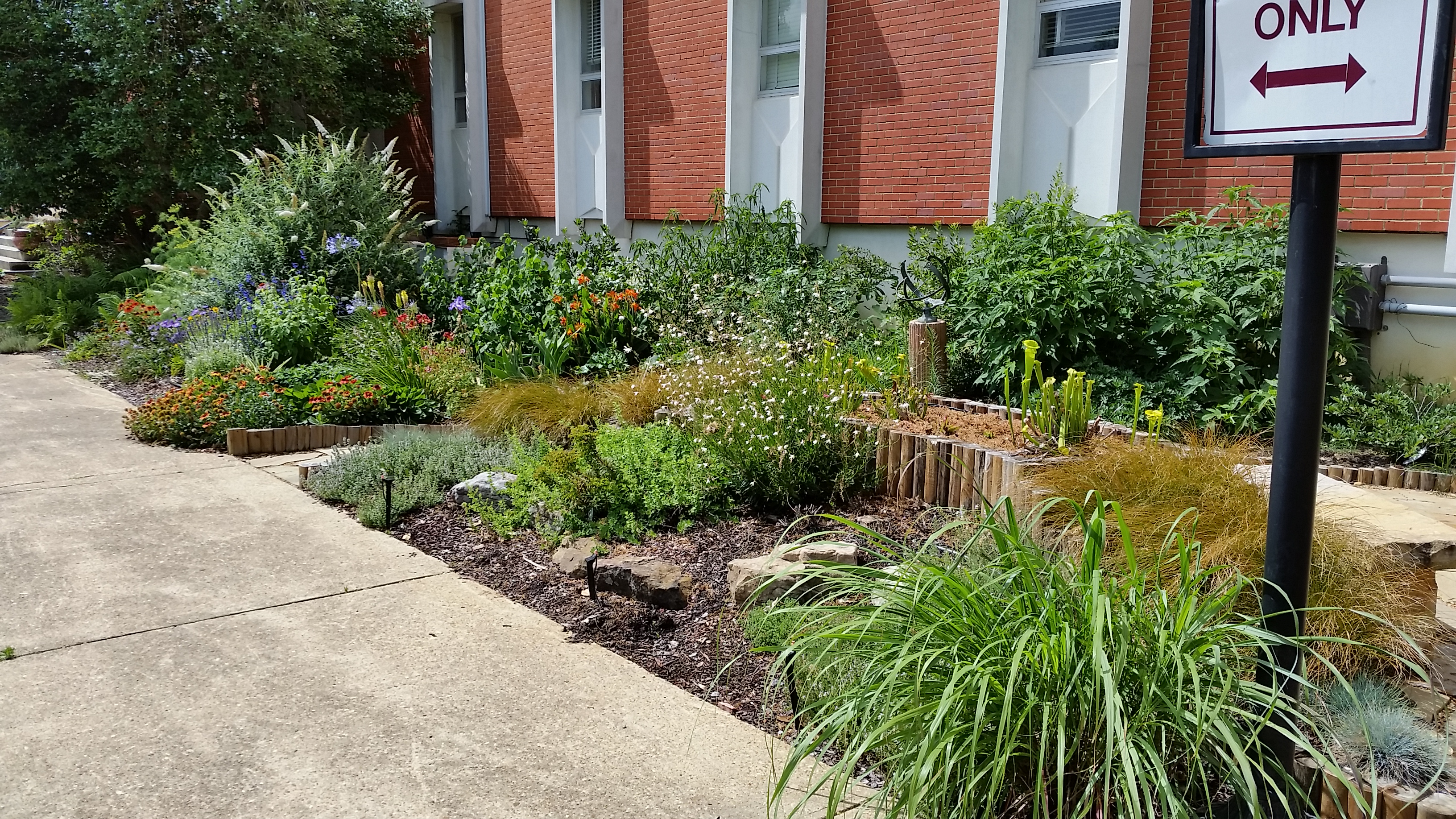 perennial garden