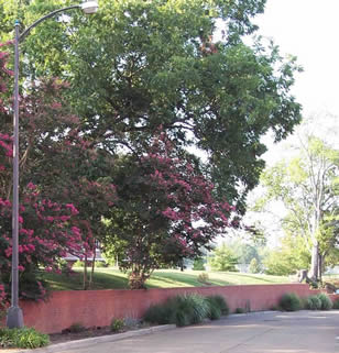 Prairie Garden