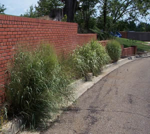 Prairie Garden